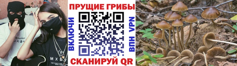 Галлюциногенные грибы Psilocybine cubensis  Кемь 